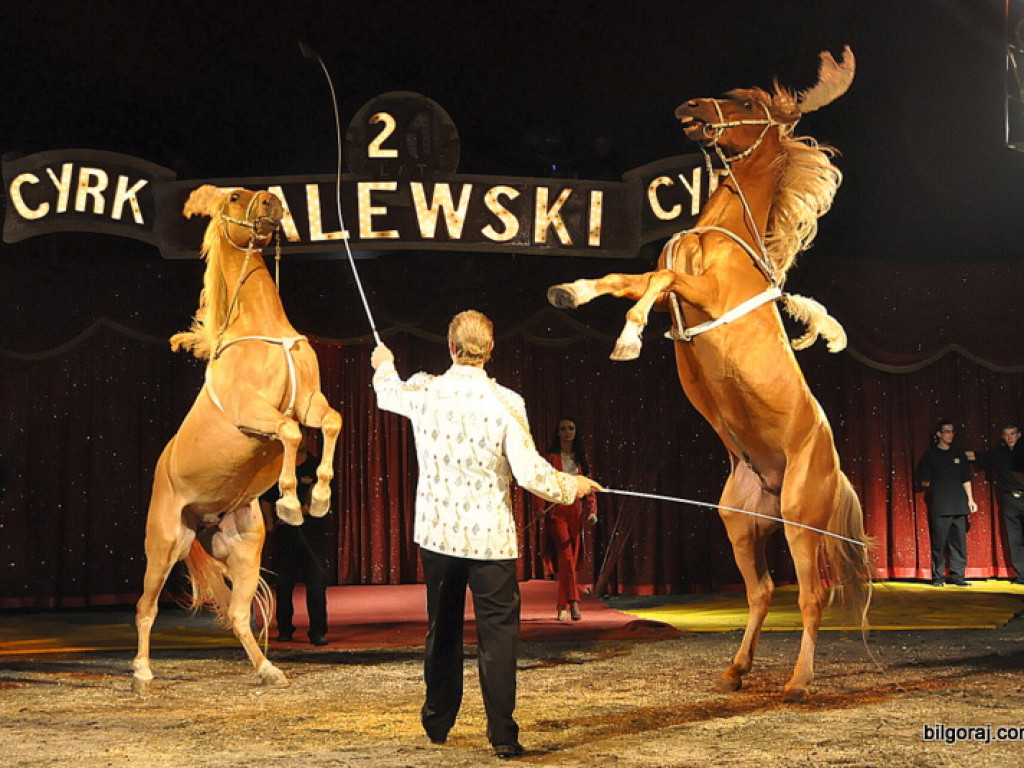 Cyrk Zalewski w Bilgoraju (FOTO)