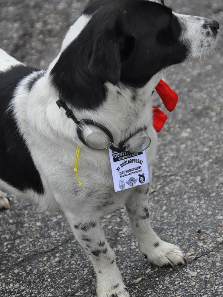 XI Zlot Motocyklowy: Parada przez Miasto i prezentacja motocykli (FOTO)
