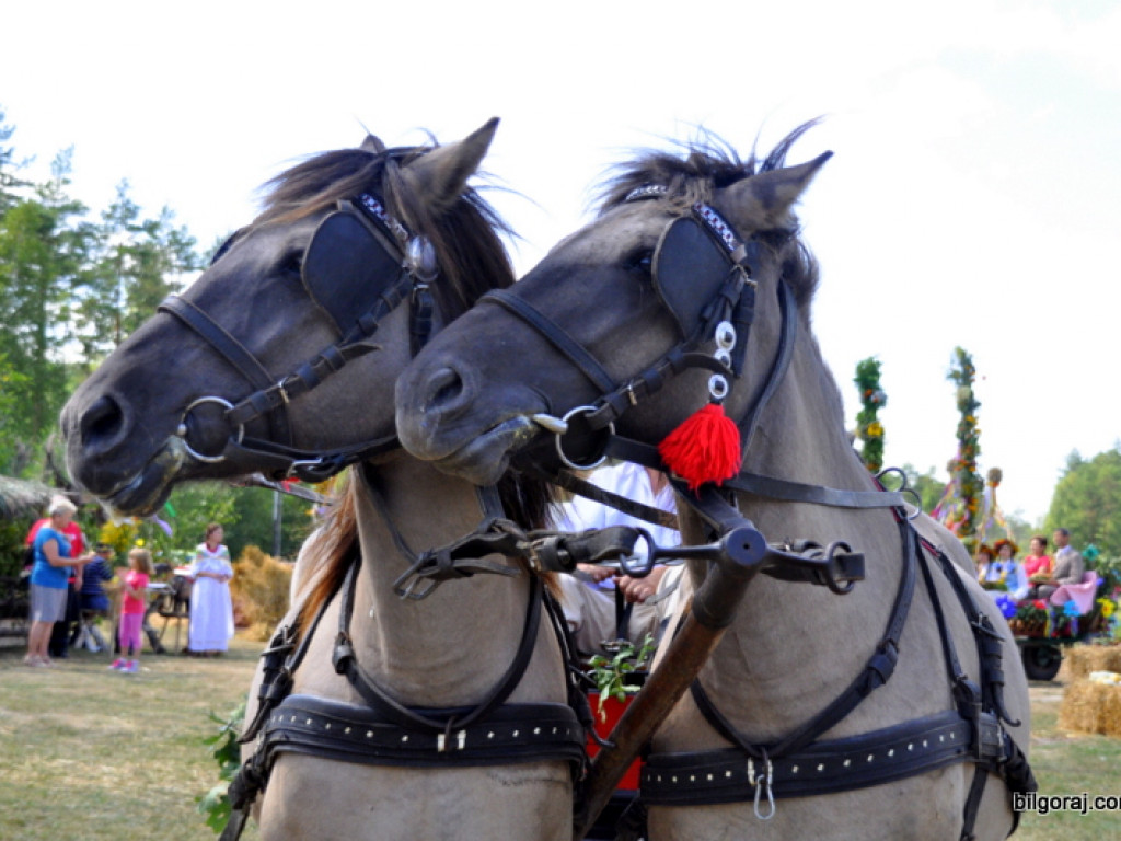 Aleksandrów: Dożynki gminno - parafialne 2013