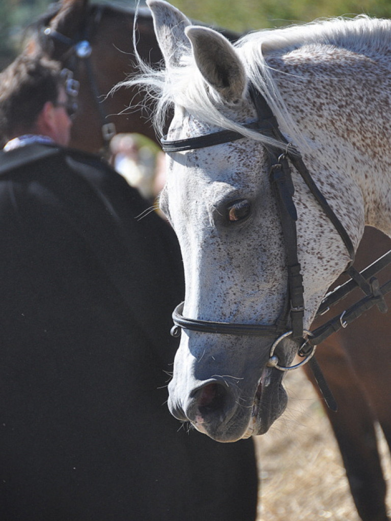 Niechaj Polska zna, jakich synów ma! (VIDEO)