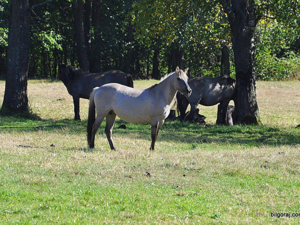 III Biłgorajska Pielgrzymka Rowerowa do Janowa Lubelskiego