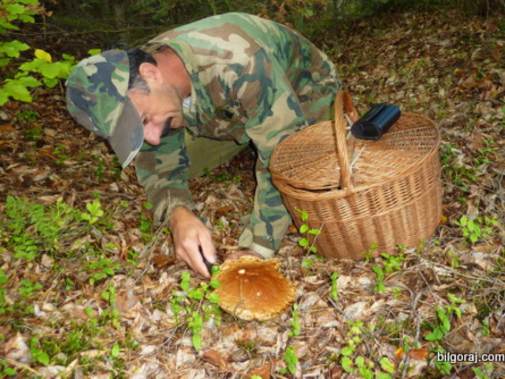 Na grzyby! (NOWE FOTO)
