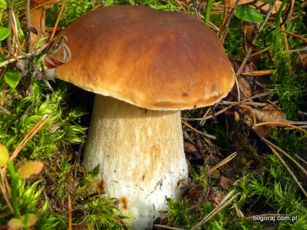 Na grzyby! (NOWE FOTO)