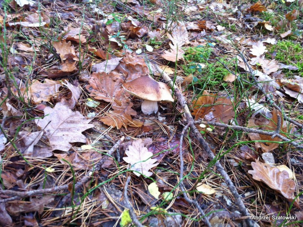 Na grzyby! (NOWE FOTO)