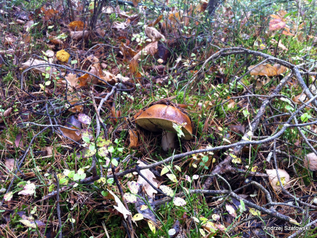 Na grzyby! (NOWE FOTO)