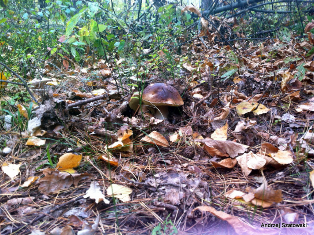 Na grzyby! (NOWE FOTO)