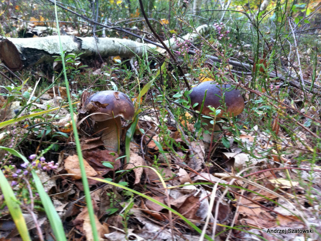 Na grzyby! (NOWE FOTO)