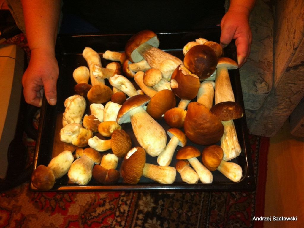 Na grzyby! (NOWE FOTO)