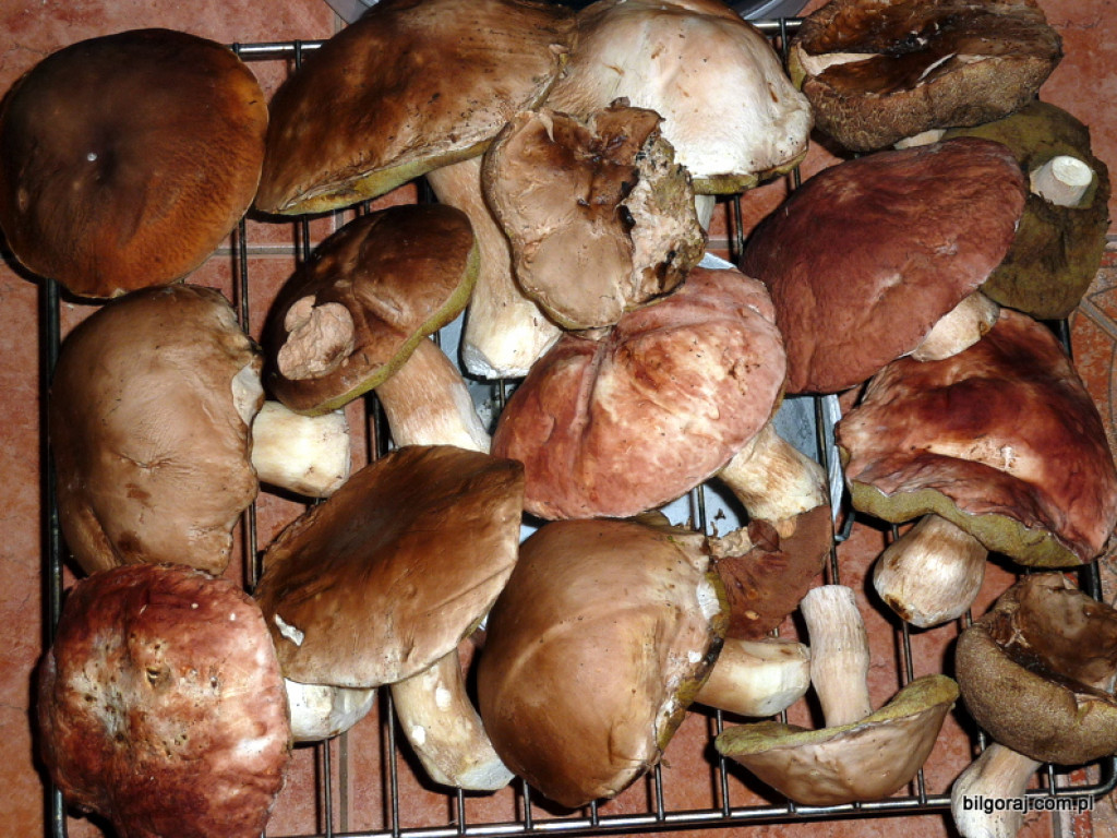 Na grzyby! (NOWE FOTO)