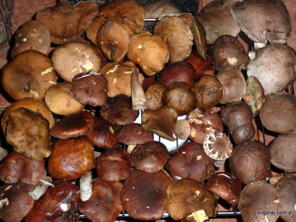 Na grzyby! (NOWE FOTO)