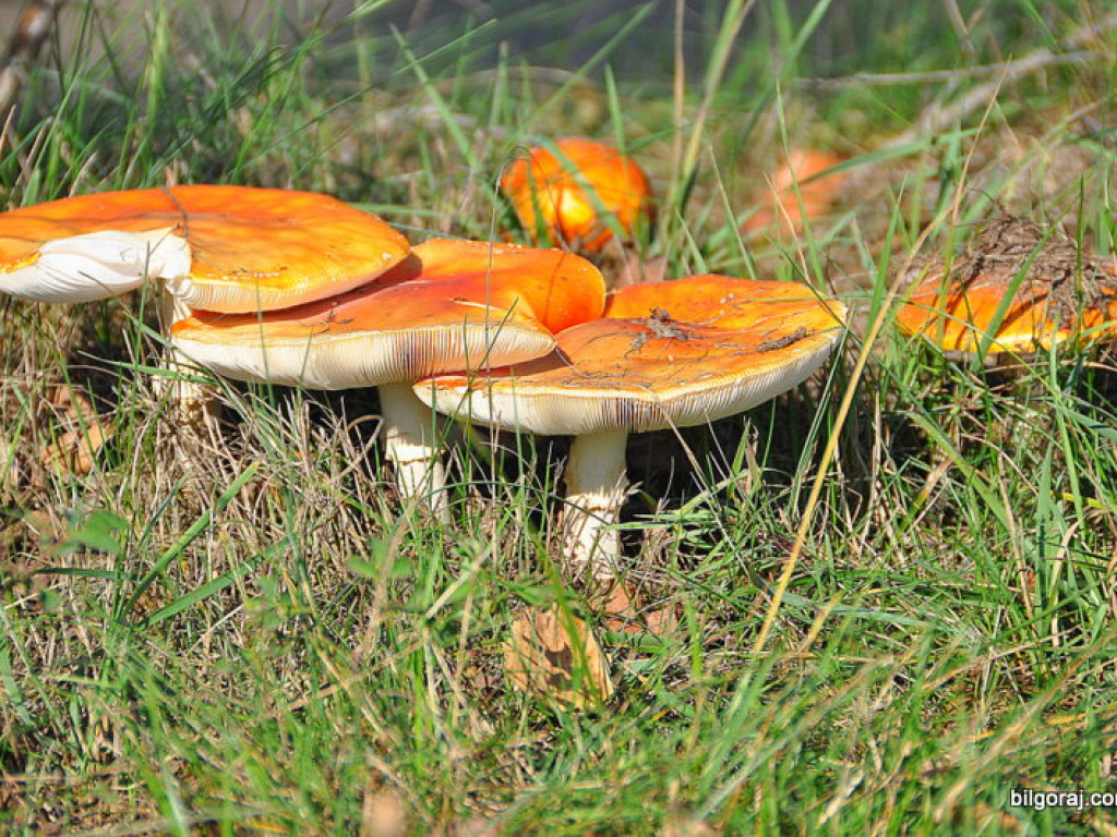 Na grzyby! (NOWE FOTO)