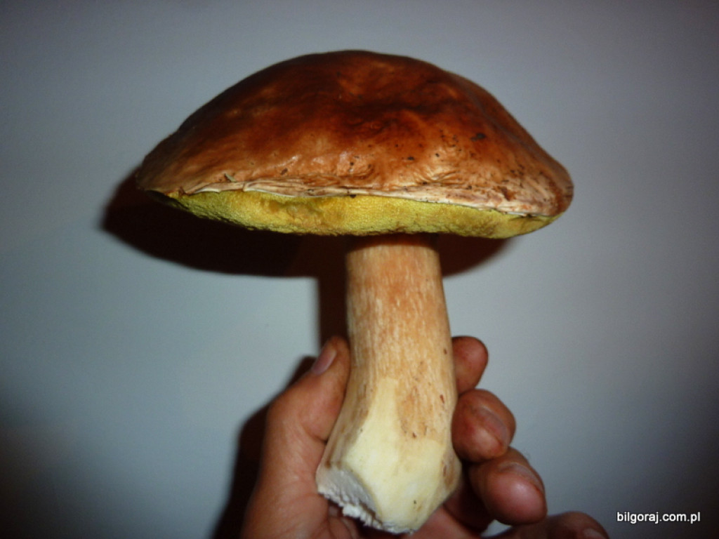 Na grzyby! (NOWE FOTO)