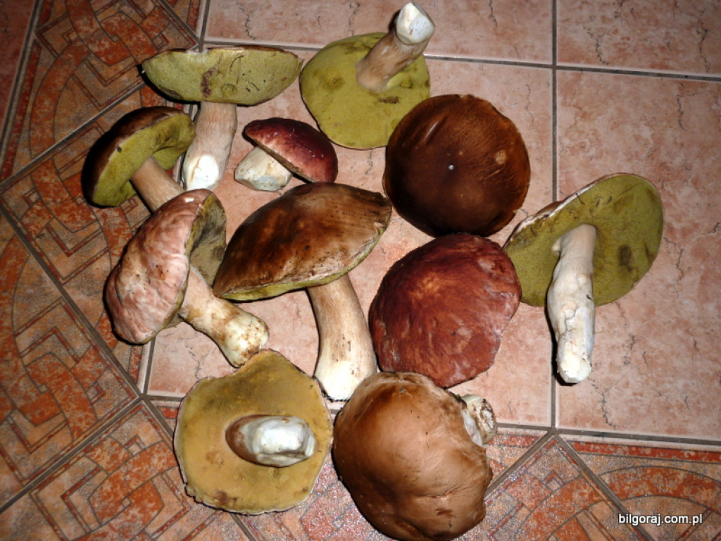 Na grzyby! (NOWE FOTO)