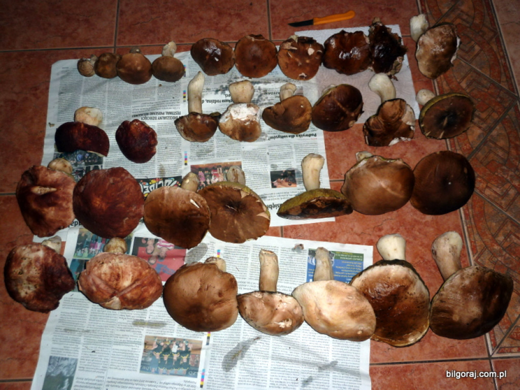 Na grzyby! (NOWE FOTO)