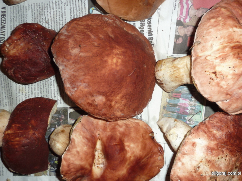 Na grzyby! (NOWE FOTO)