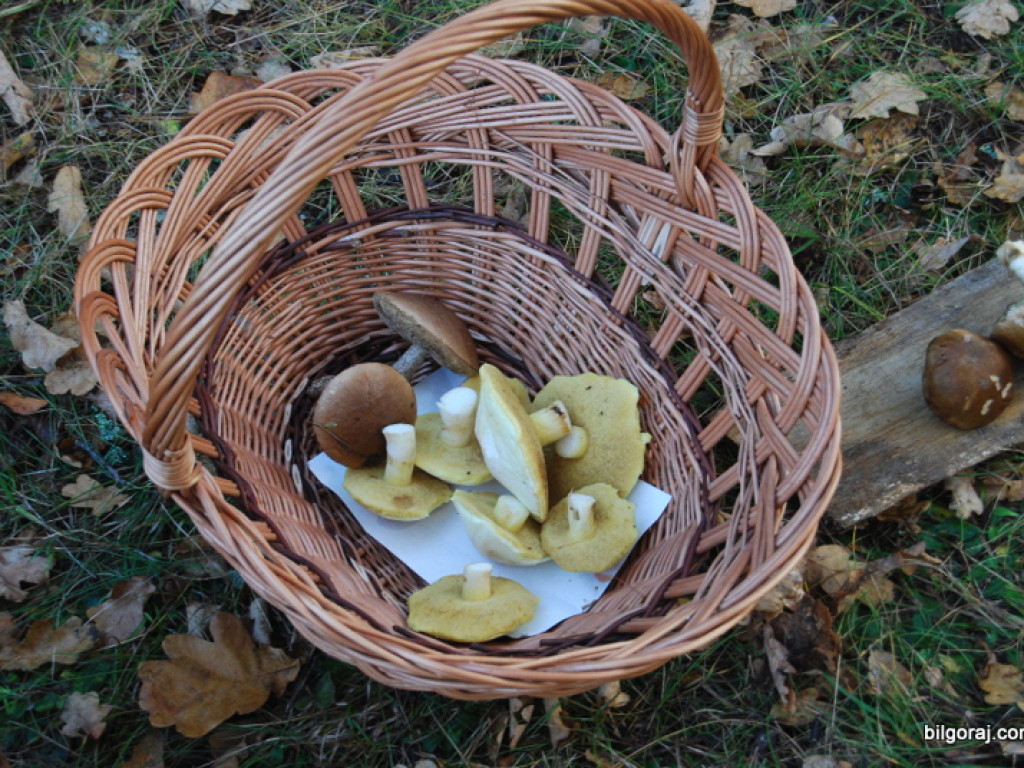 Na grzyby! (NOWE FOTO)