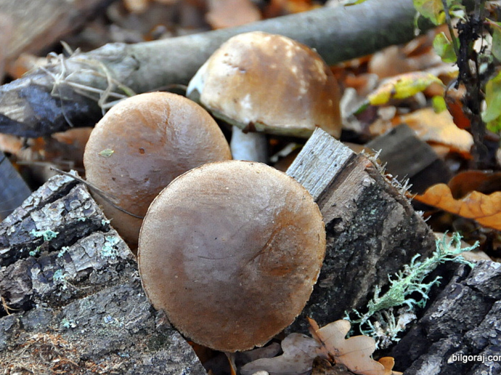 Na grzyby! (NOWE FOTO)