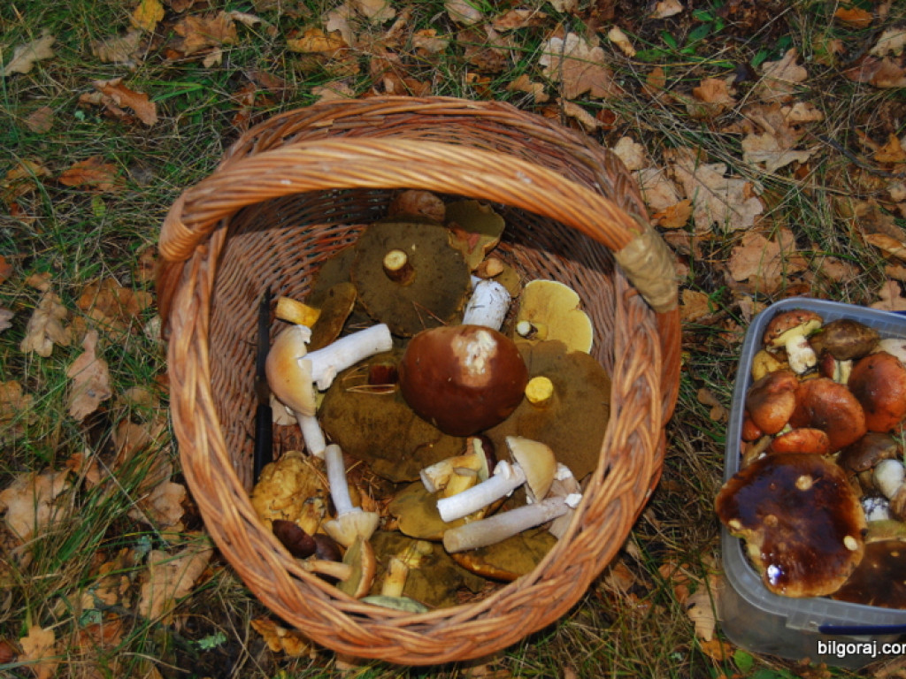 Na grzyby! (NOWE FOTO)