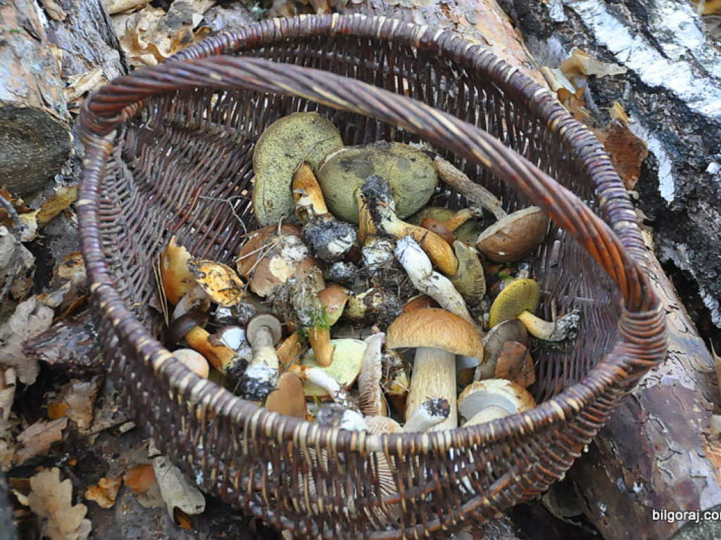 Na grzyby! (NOWE FOTO)