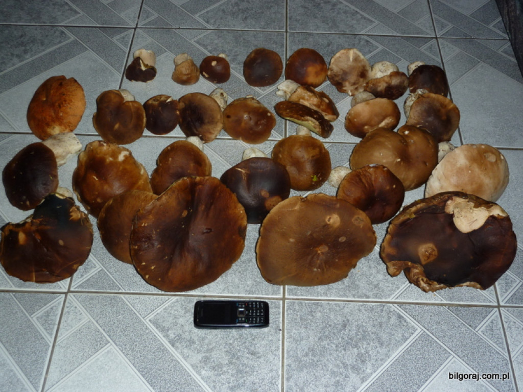 Na grzyby! (NOWE FOTO)