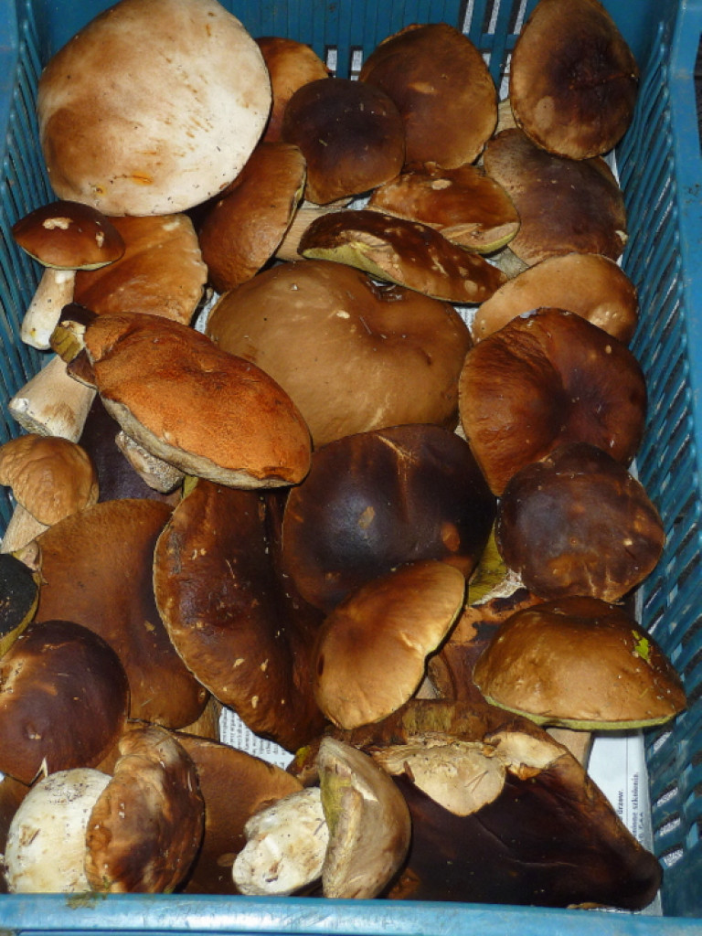 Na grzyby! (NOWE FOTO)