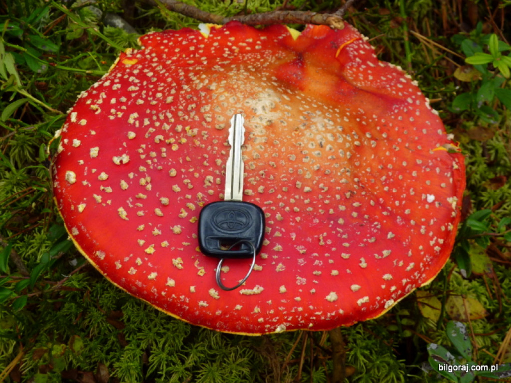 Na grzyby! (NOWE FOTO)