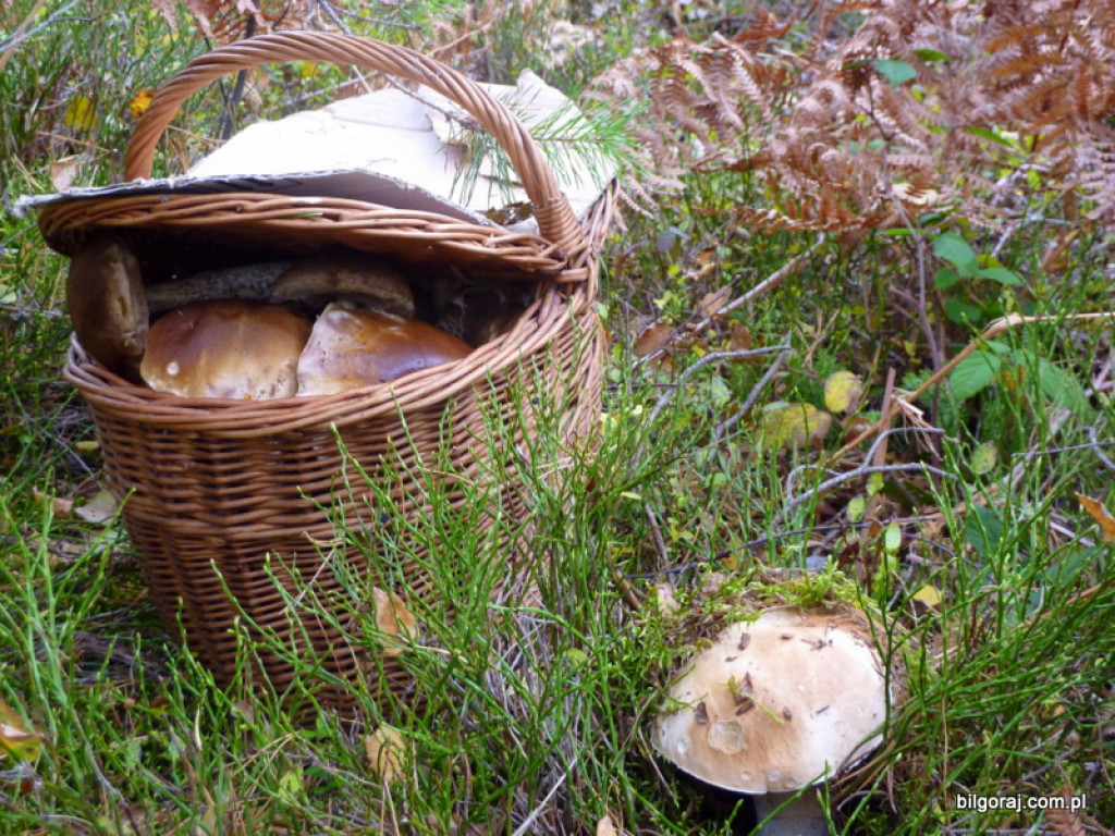 Na grzyby! (NOWE FOTO)