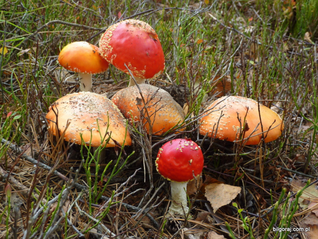 Na grzyby! (NOWE FOTO)