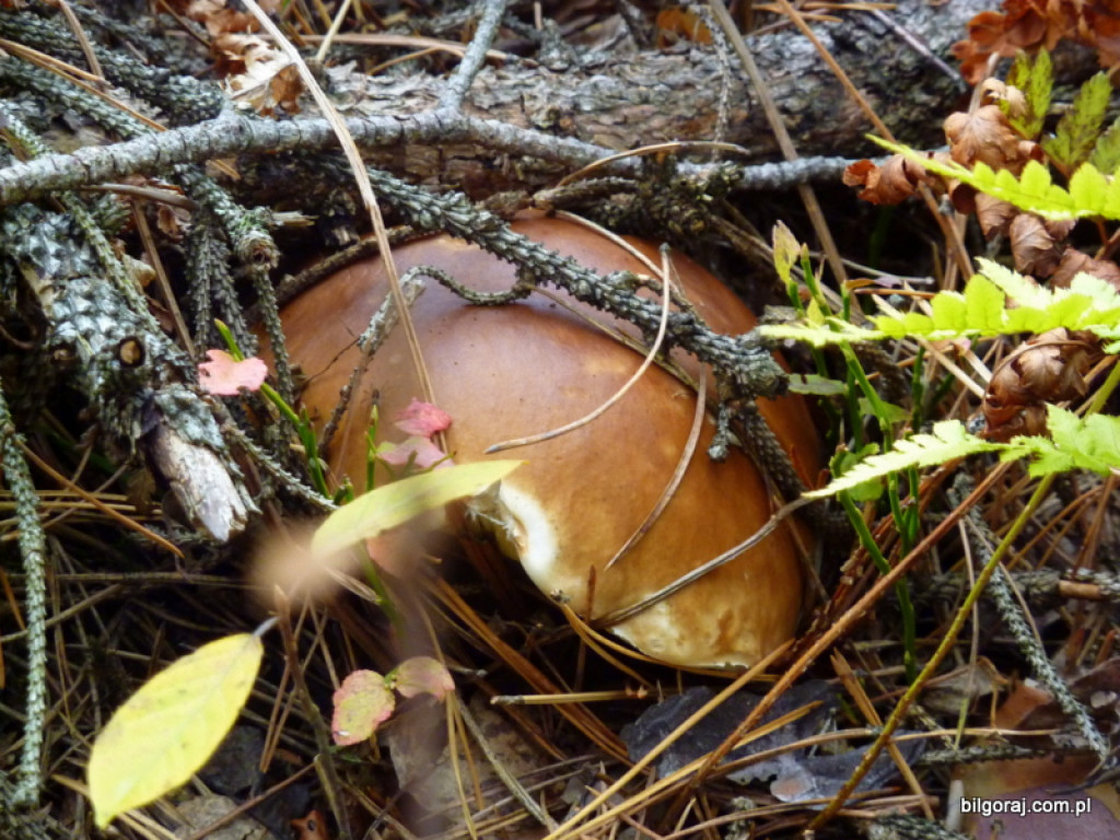 Na grzyby! (NOWE FOTO)