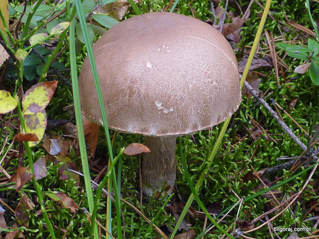 Na grzyby! (NOWE FOTO)