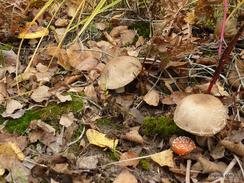 Na grzyby! (NOWE FOTO)