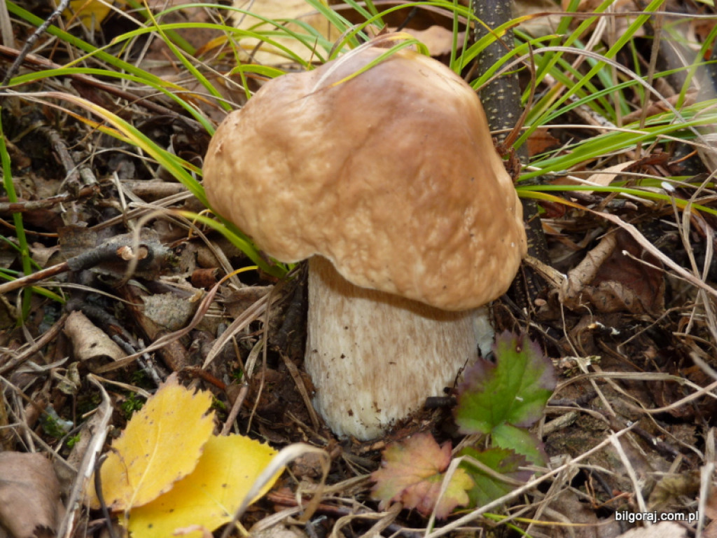 Na grzyby! (NOWE FOTO)