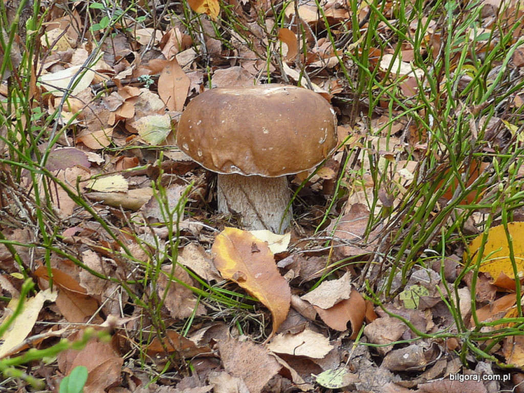 Na grzyby! (NOWE FOTO)