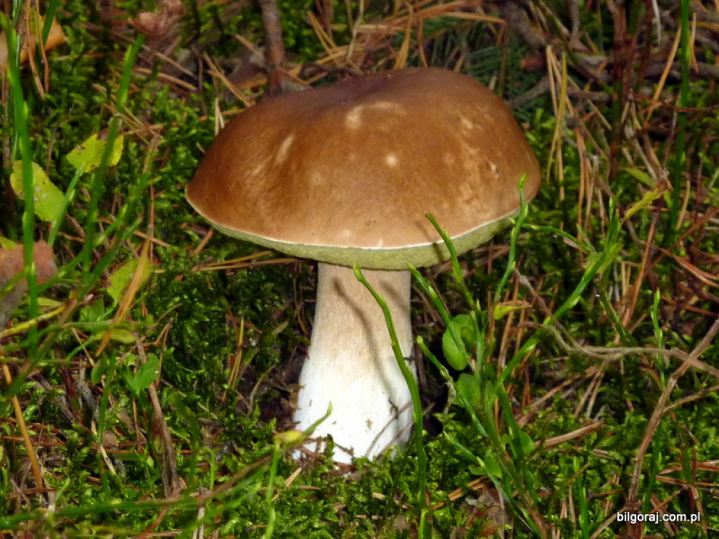 Na grzyby! (NOWE FOTO)