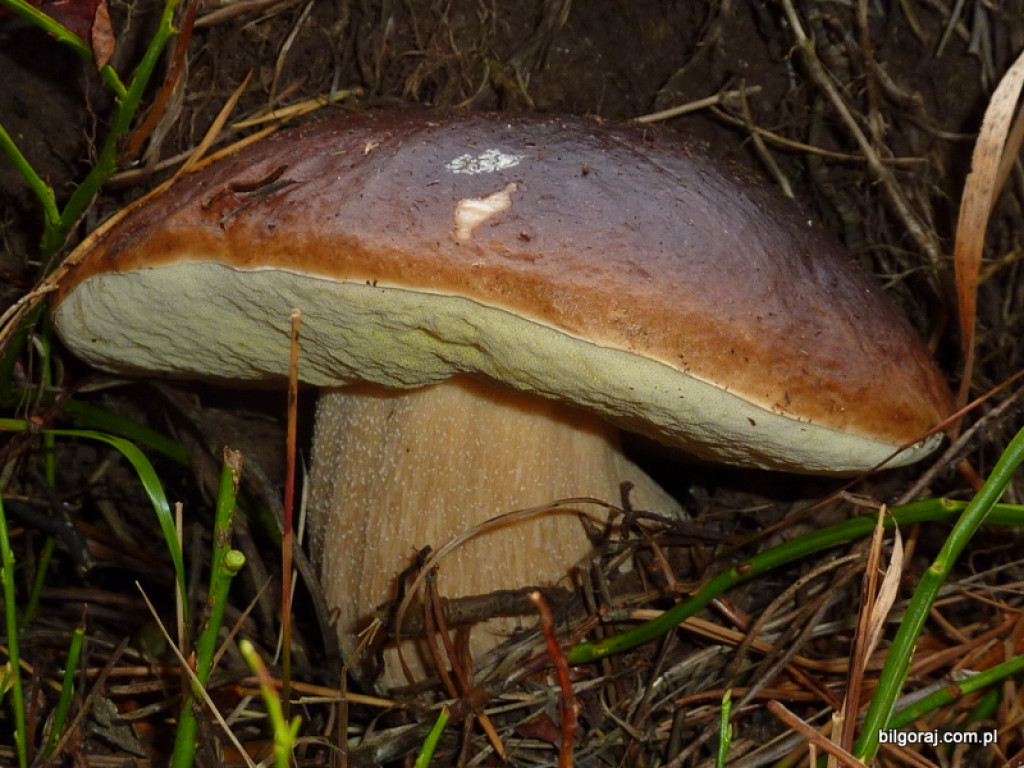 Na grzyby! (NOWE FOTO)