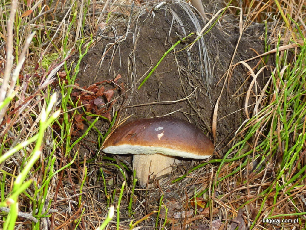 Na grzyby! (NOWE FOTO)