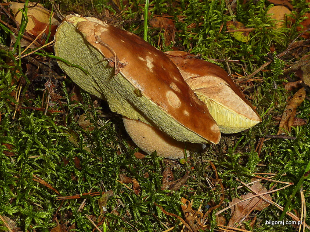 Na grzyby! (NOWE FOTO)