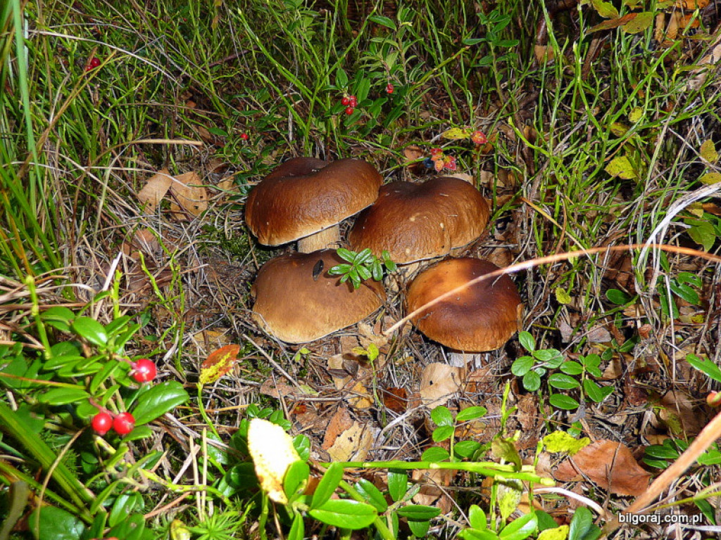 Na grzyby! (NOWE FOTO)