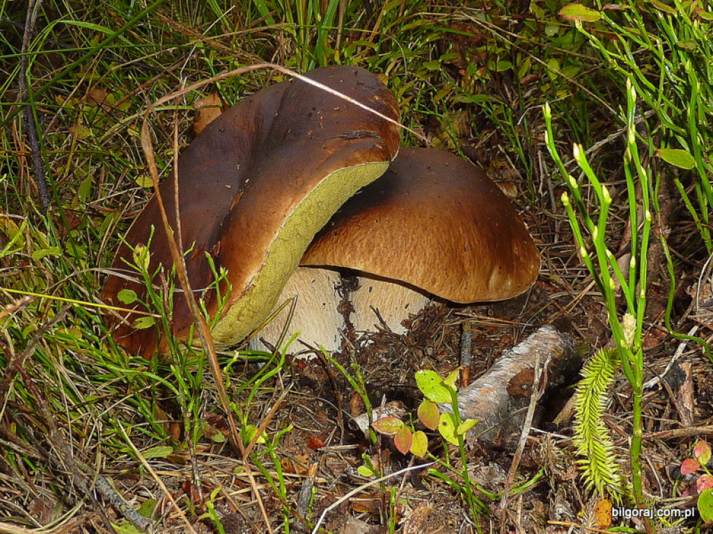 Na grzyby! (NOWE FOTO)