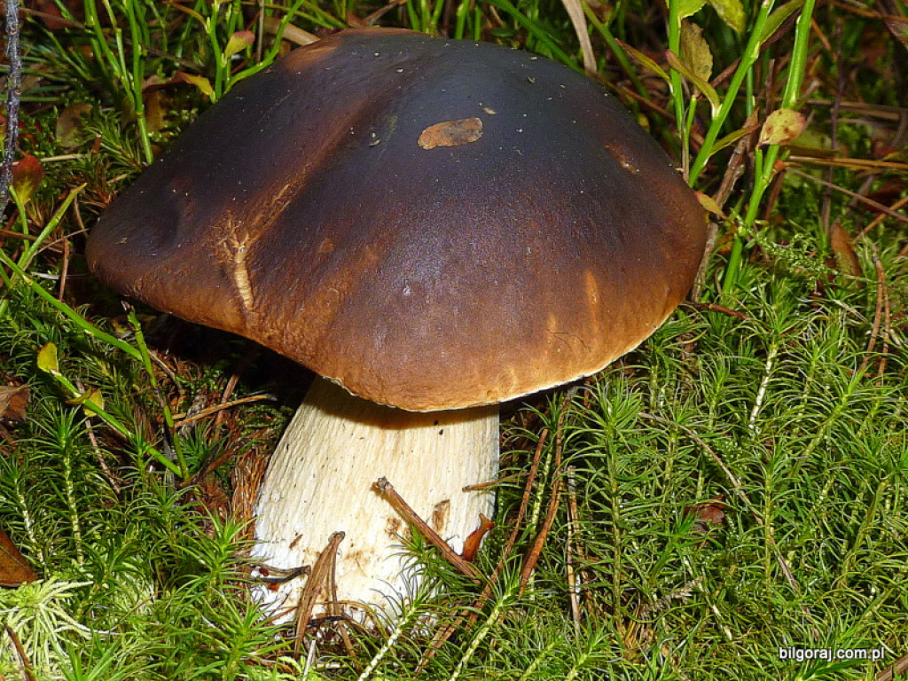 Na grzyby! (NOWE FOTO)