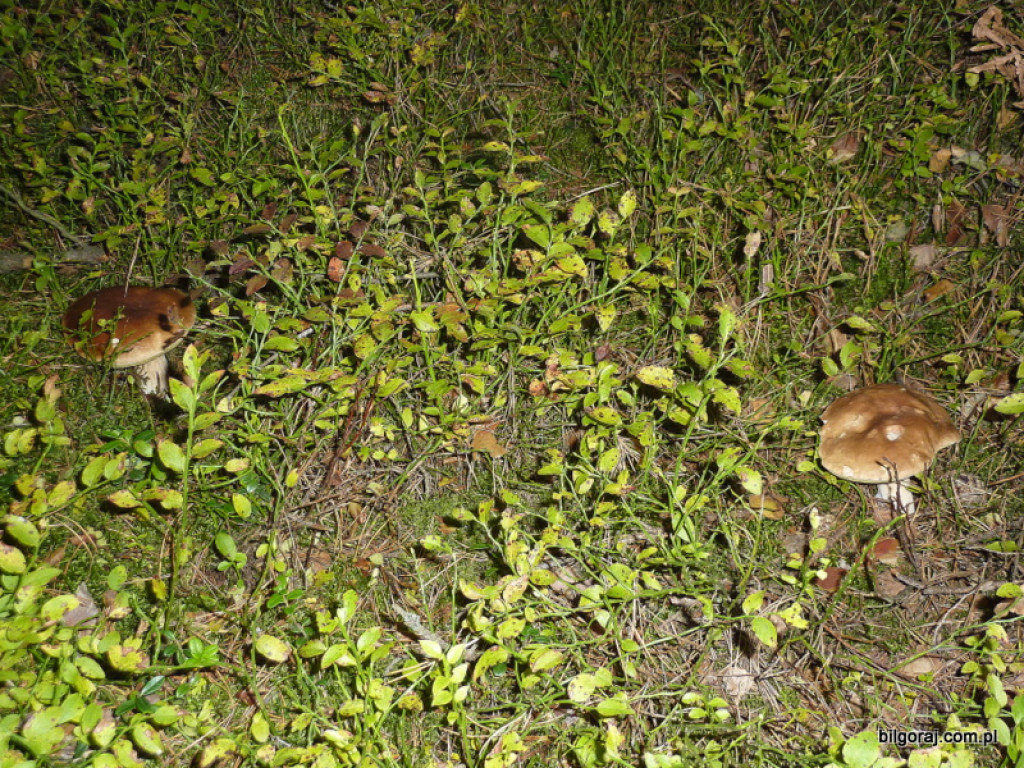Na grzyby! (NOWE FOTO)