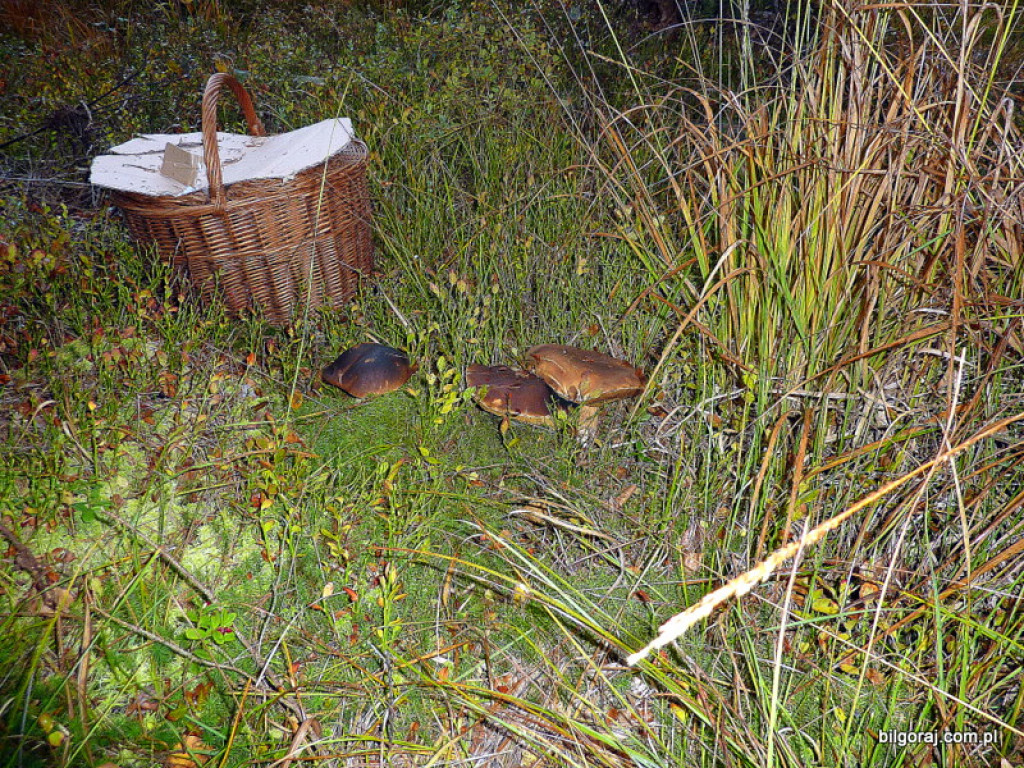 Na grzyby! (NOWE FOTO)