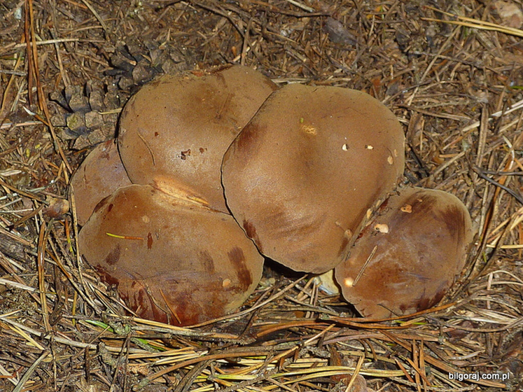 Na grzyby! (NOWE FOTO)