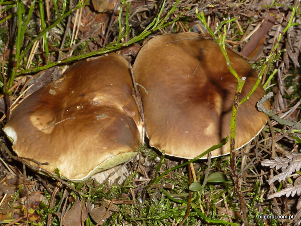 Na grzyby! (NOWE FOTO)