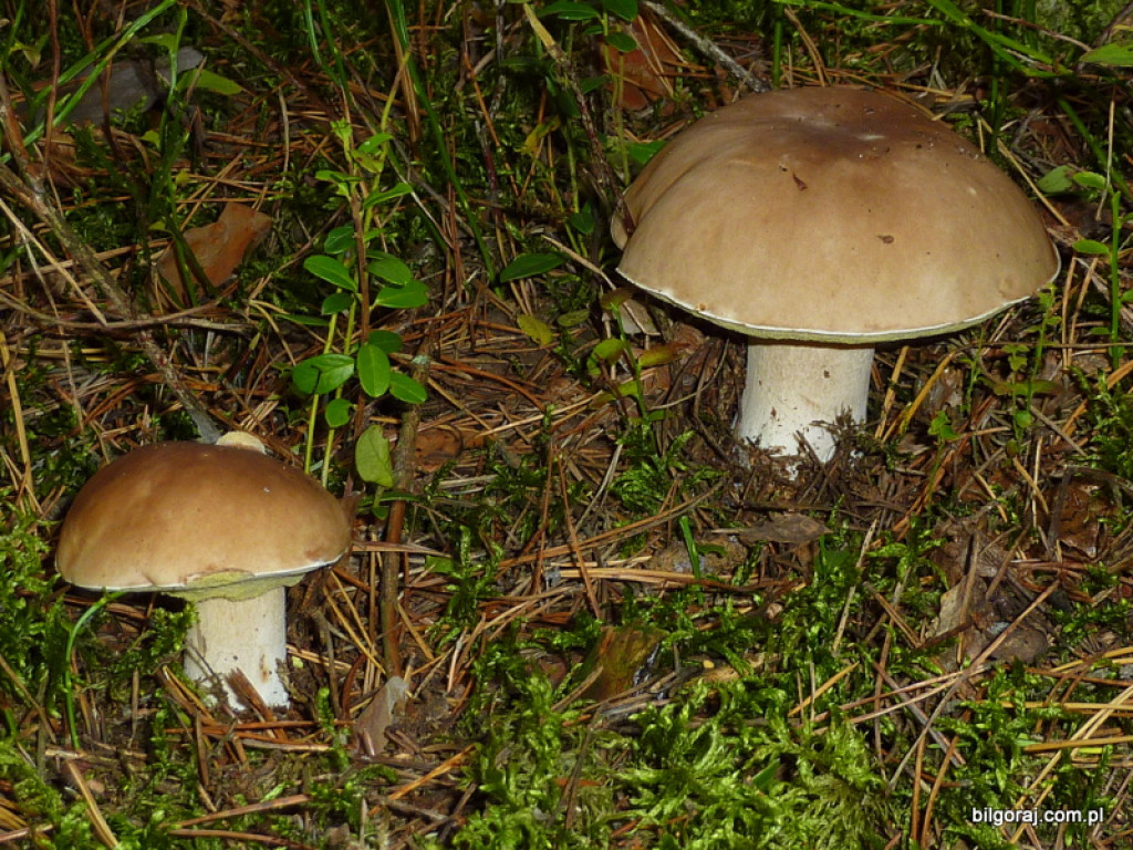 Na grzyby! (NOWE FOTO)