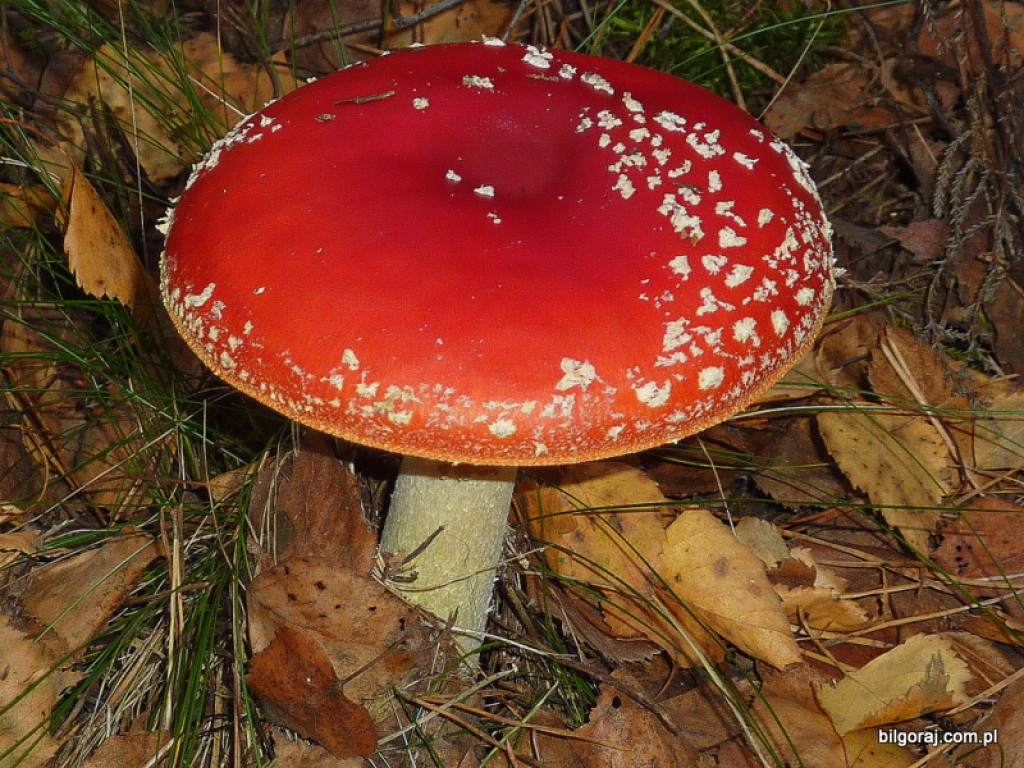 Na grzyby! (NOWE FOTO)