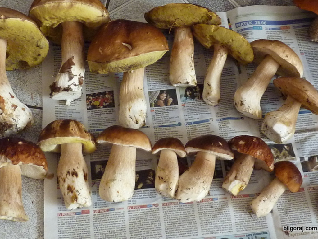 Na grzyby! (NOWE FOTO)