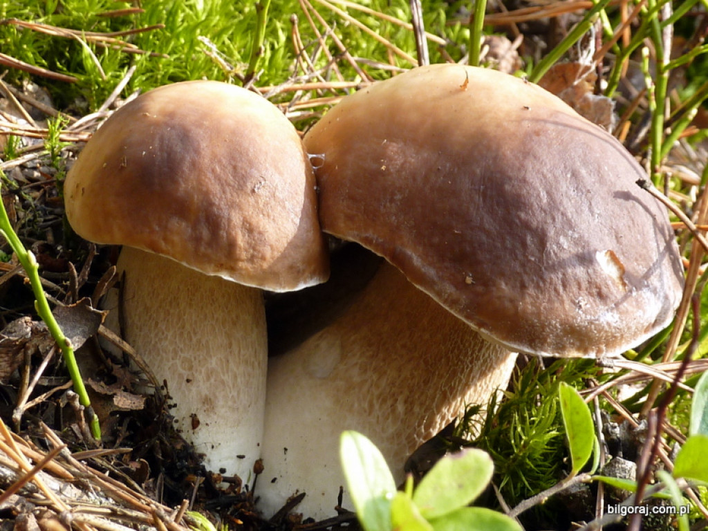 Na grzyby! (NOWE FOTO)