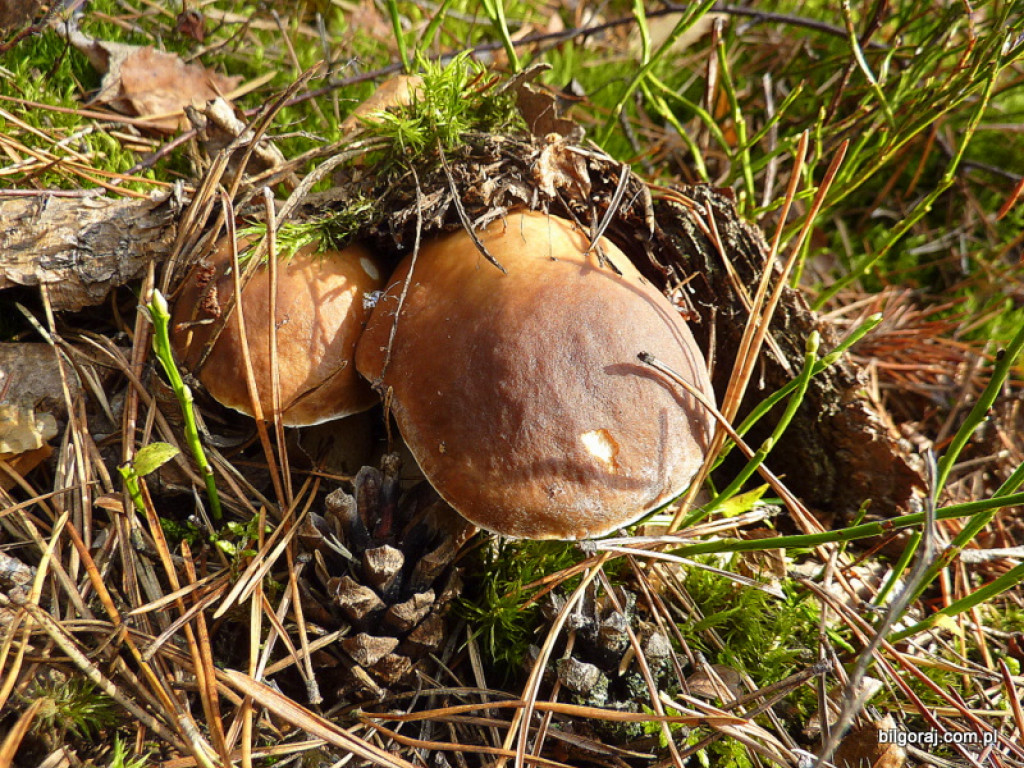 Na grzyby! (NOWE FOTO)