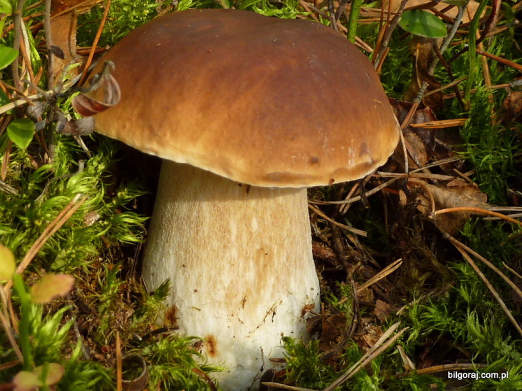 Na grzyby! (NOWE FOTO)